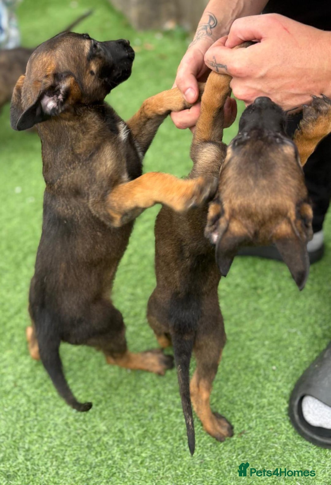 Belgian Shepherd Dog dogs for sale: Belgian malnois x Dutch sheppard puppies - Image 5