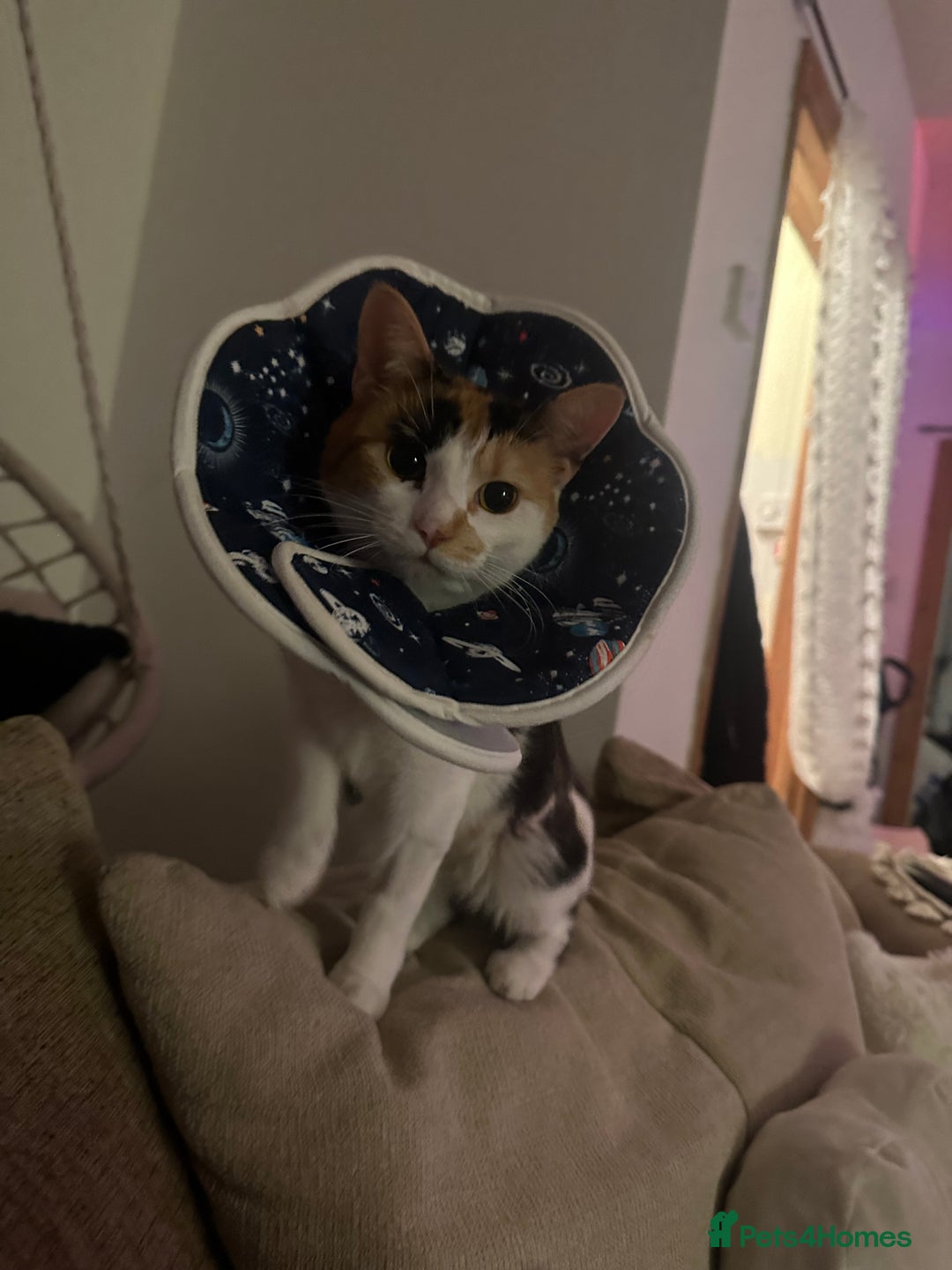 Mixed Breed cats for sale: 2 year old calico female  - Image 6