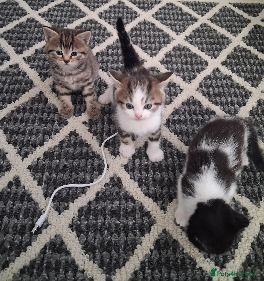 British Shorthair cats for sale: British Shorthair kitten  in West Bromwich - Advert 9