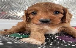 Cavapoo dogs for sale: F1 CAVAPOO puppies for sale  - Image 20