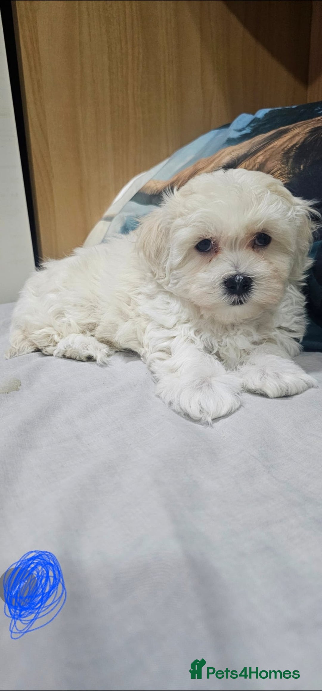 Maltese dogs for sale: Maltese puppies  - Advert 9