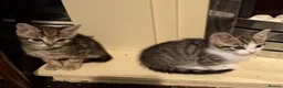 Mixed Breed cats for sale: Beautiful friendly tabby kittens  in Evesham - Advert 6