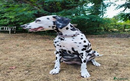 Mixed Breed dogs for sale: Dalmador puppies - Image 4