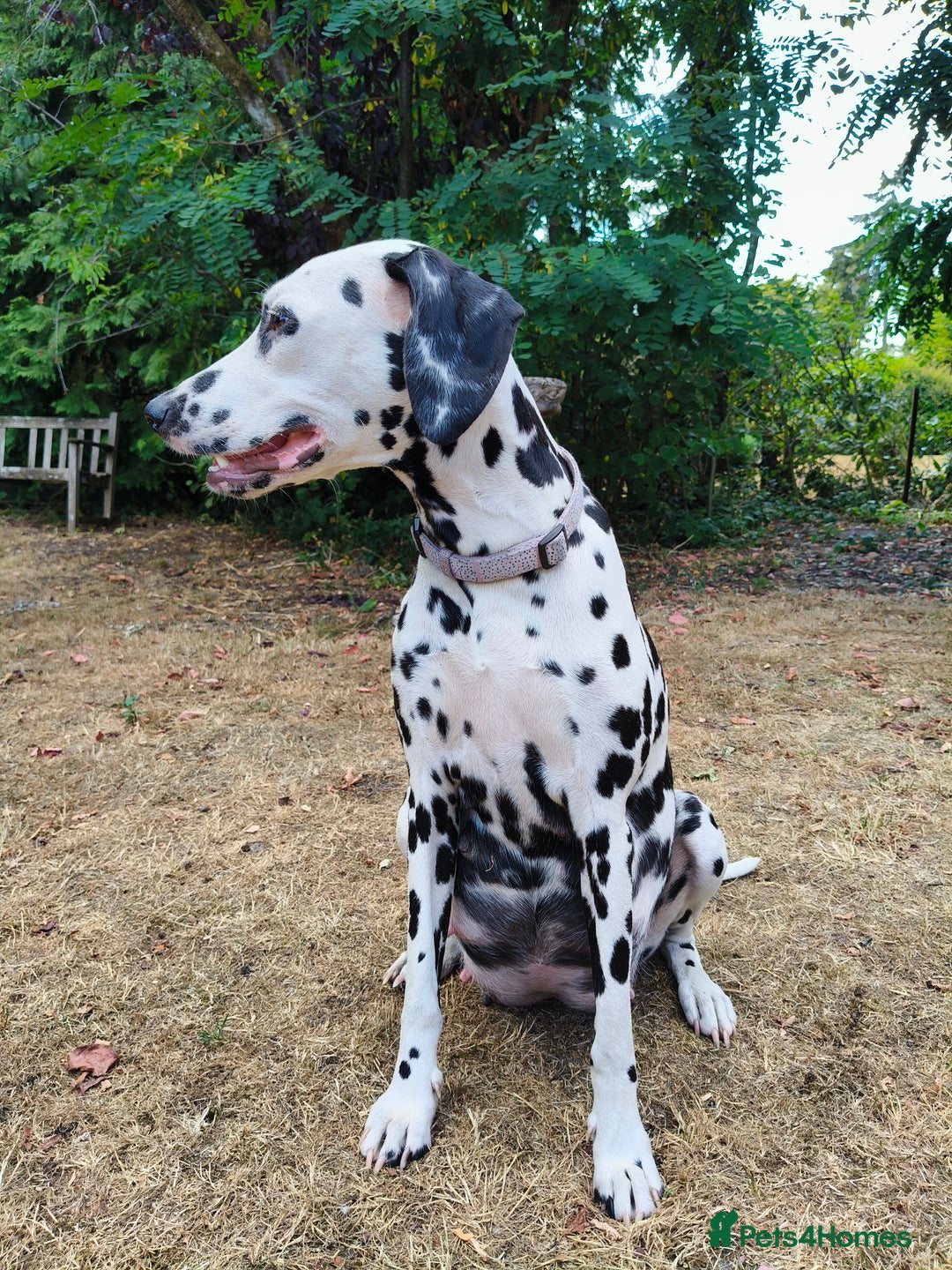 Mixed Breed dogs for sale: Dalmador puppies - Image 4