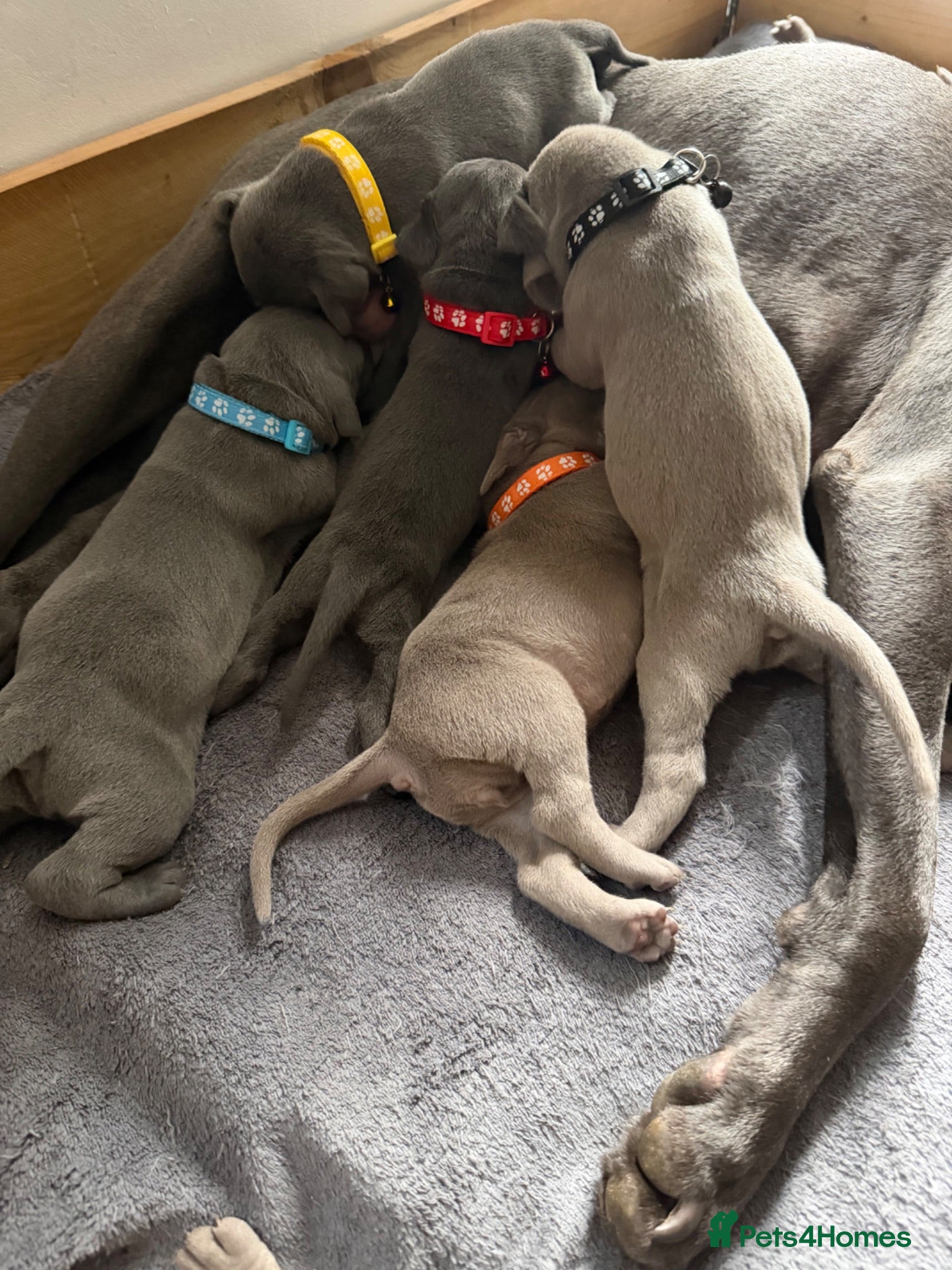 Weimaraner dogs 🌟4 🩶&💙 KC Reg Weimaraners 🩷&💙 READY 2 LEAVE🌟 - Advert 5
