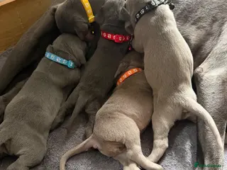Weimaraner dogs 🌟4 🩶&💙 KC Reg Weimaraners 🩷&💙 READY 2 LEAVE🌟 - Advert 5