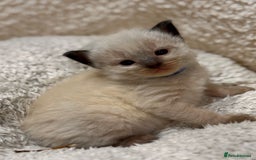 Ragdoll cats for sale: Purebred Ragdoll Kittens (TICA REG PARENTS) - Image 10