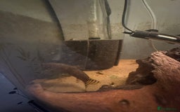 Loaches fish for sale: Yoyo loach x3  - Image 4