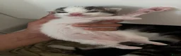 Mixed Breed cats for sale: Two male tabby cats  - Advert 2