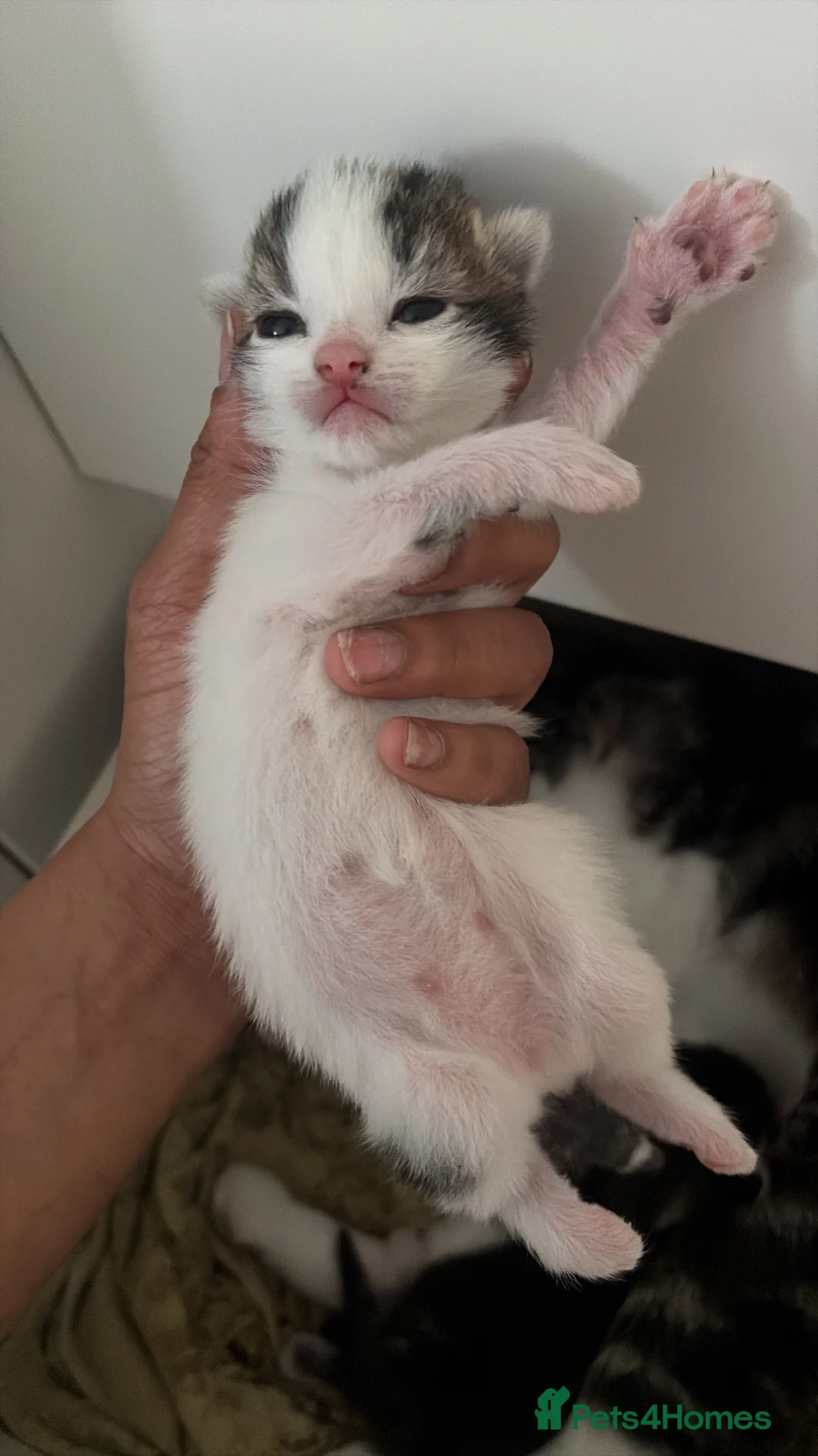 Mixed Breed cats for sale: Two male tabby cats  - Advert 2