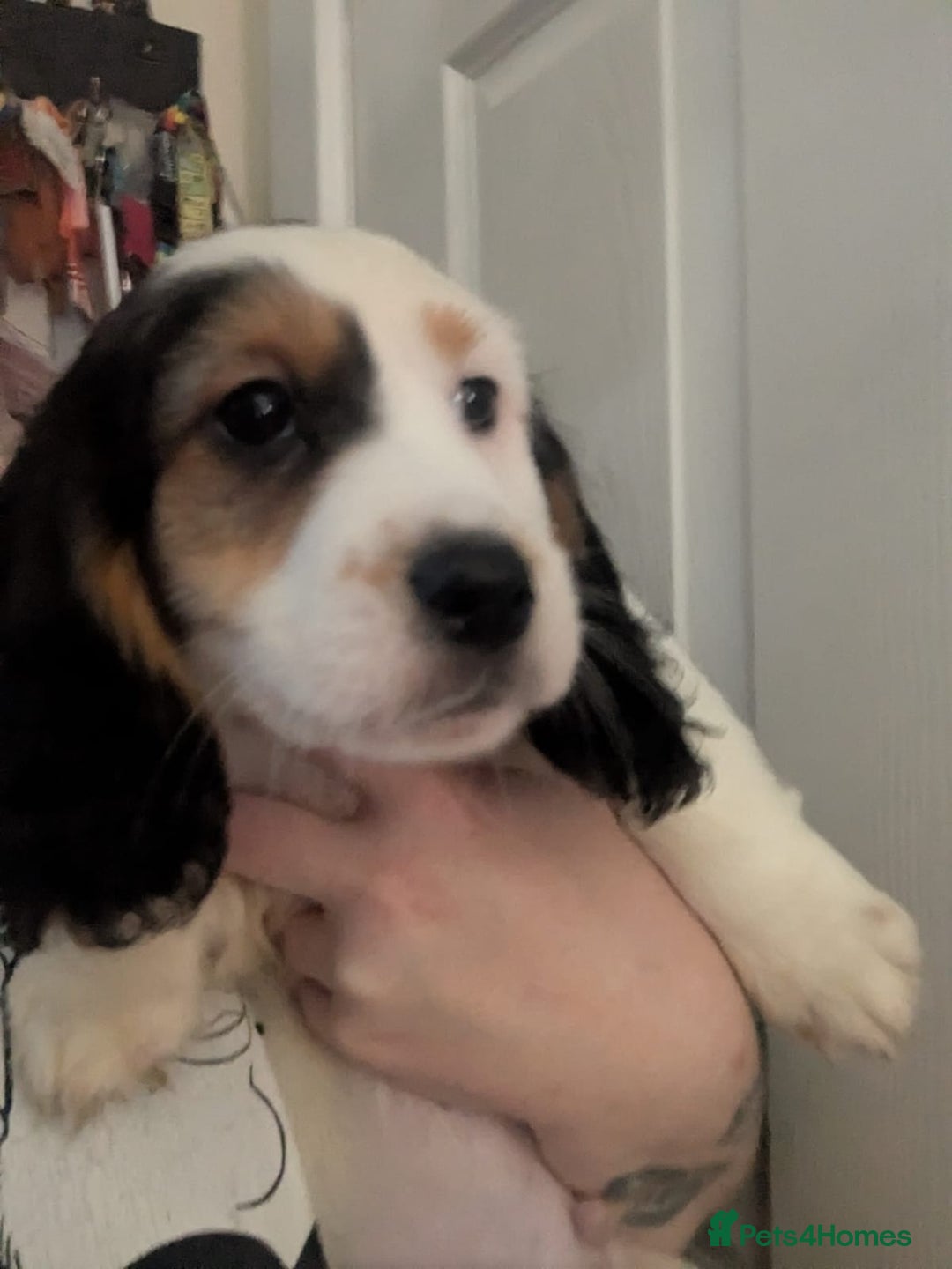 Mixed Breed dogs for sale: 10 week old bassest cocker spaniel cross puppies - Image 15