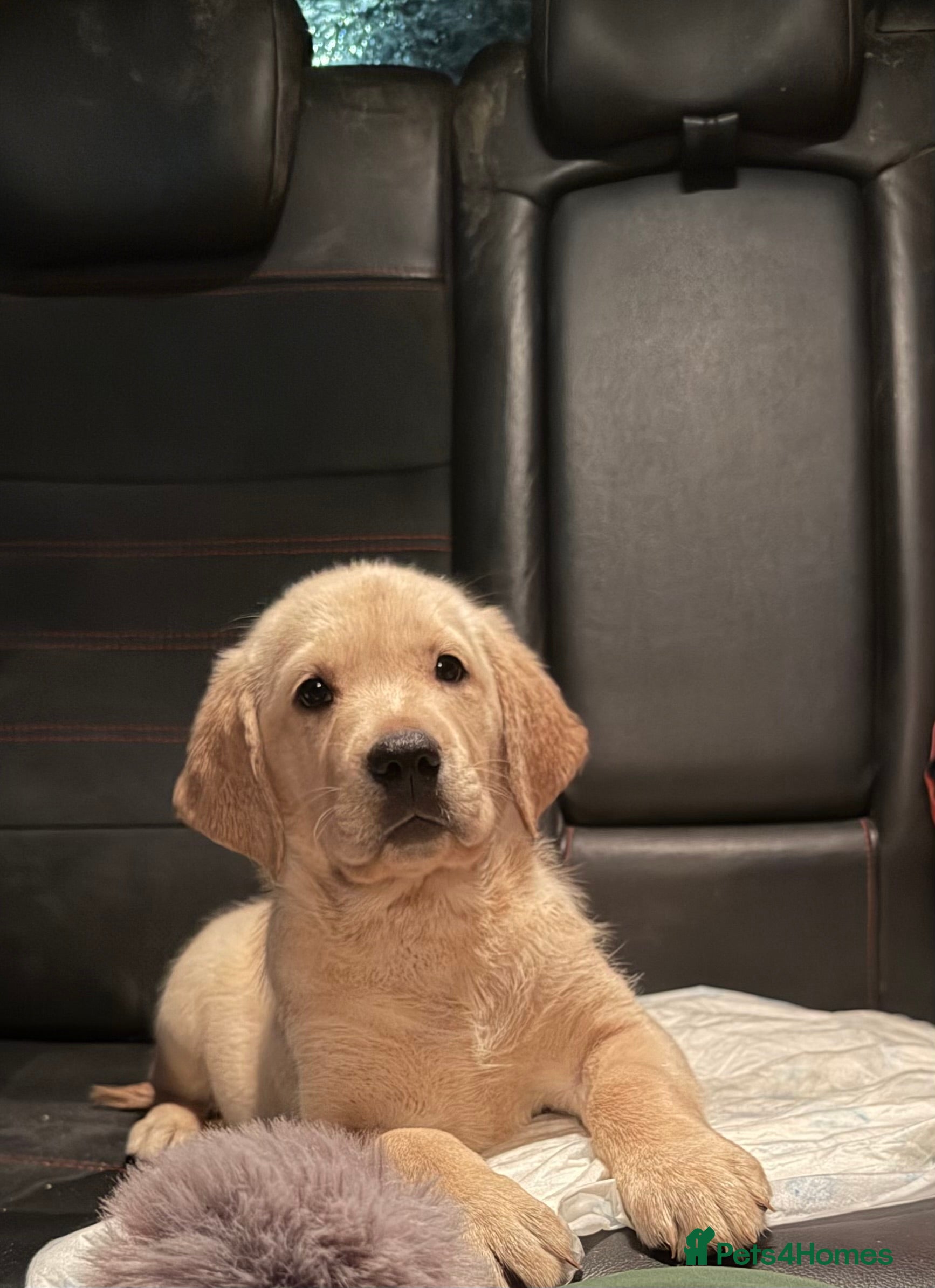 Goldador dogs Ready now goldador girl - Advert 14