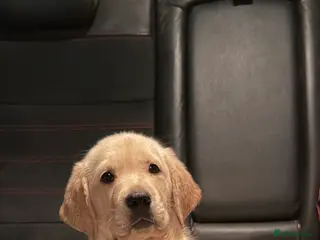 Goldador dogs Ready now goldador girl - Advert 14