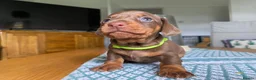 Miniature Dachshund dogs for sale: 🐶 READY NOW 🐶 - Advert 6