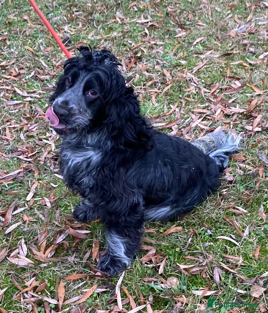 Cocker Spaniel dogs for sale: Adorable show cocker adult girls  - Advert 9