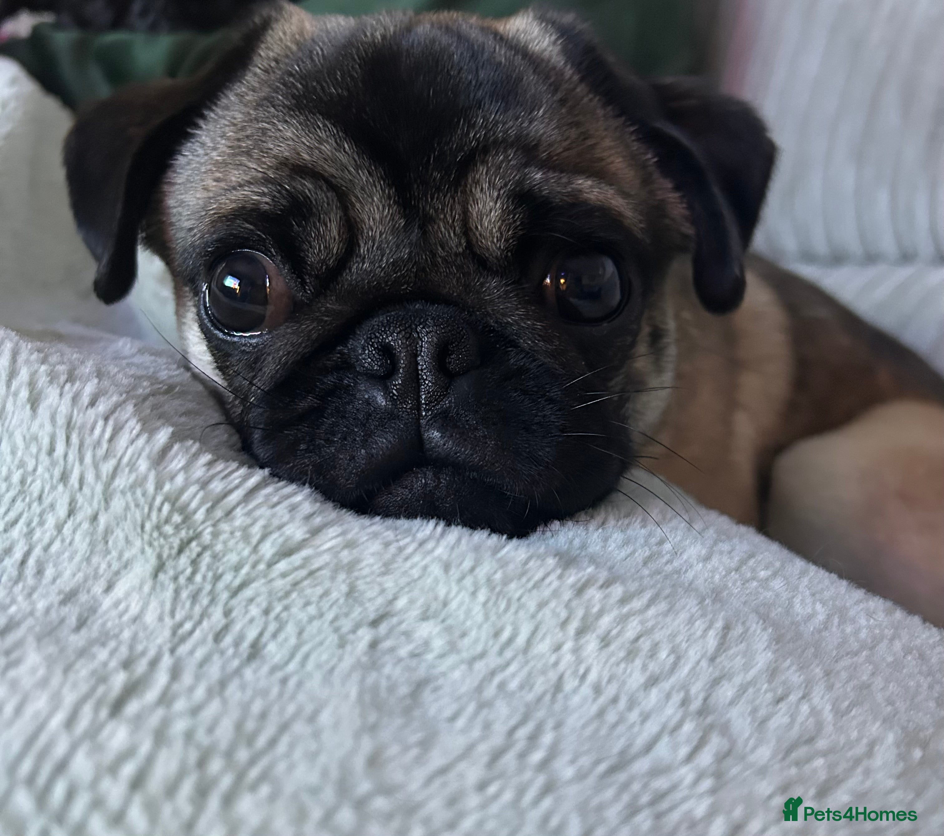 Pug dogs 8month old male fawn pug - Advert 13