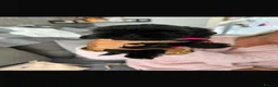 Shih Tzu dogs for sale: Shihtzu babies - Advert 12