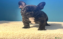 French Bulldog dogs for sale: Standard French bulldogs  - Image 3