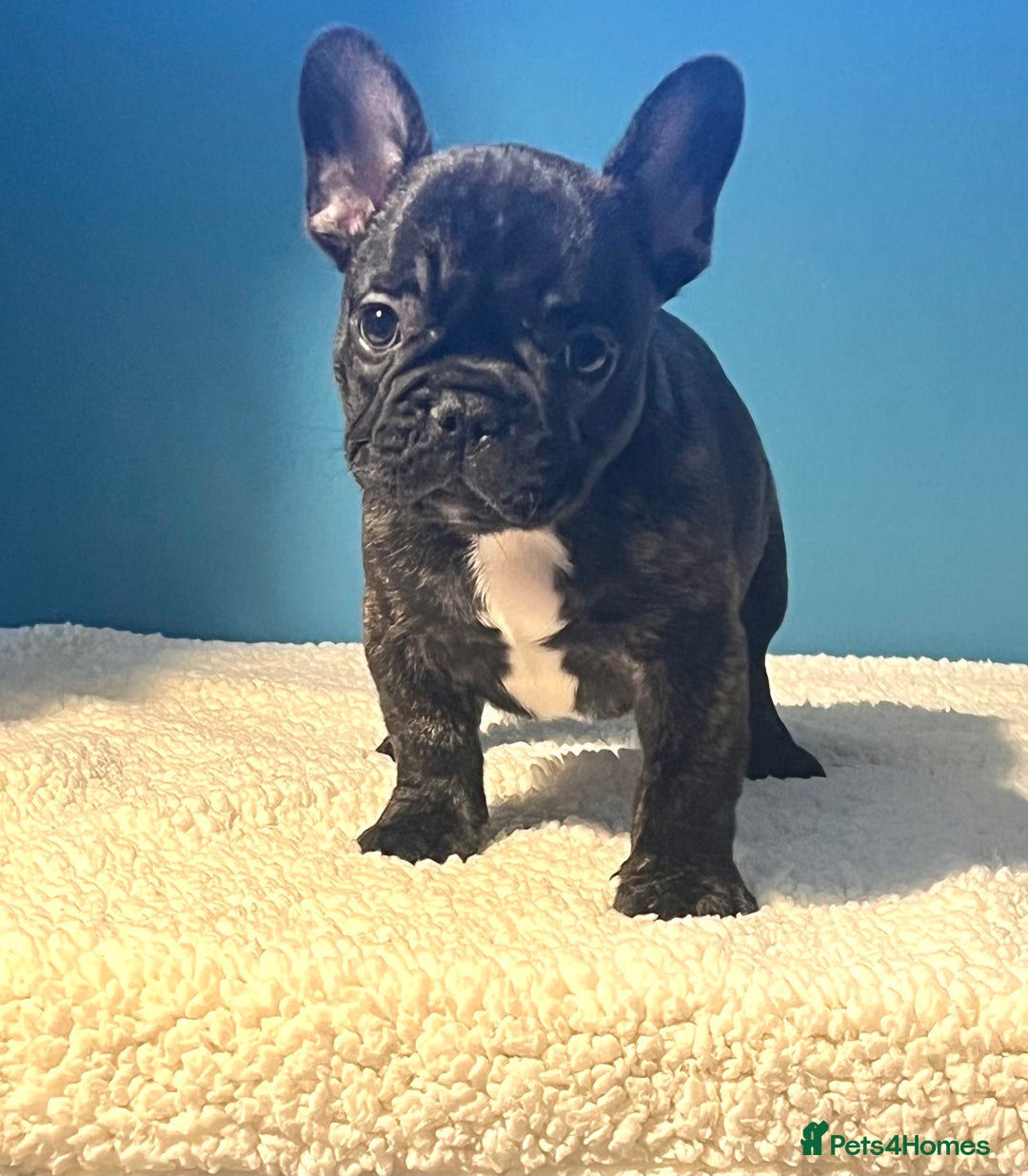 French Bulldog dogs for sale: Standard French bulldogs  - Image 3