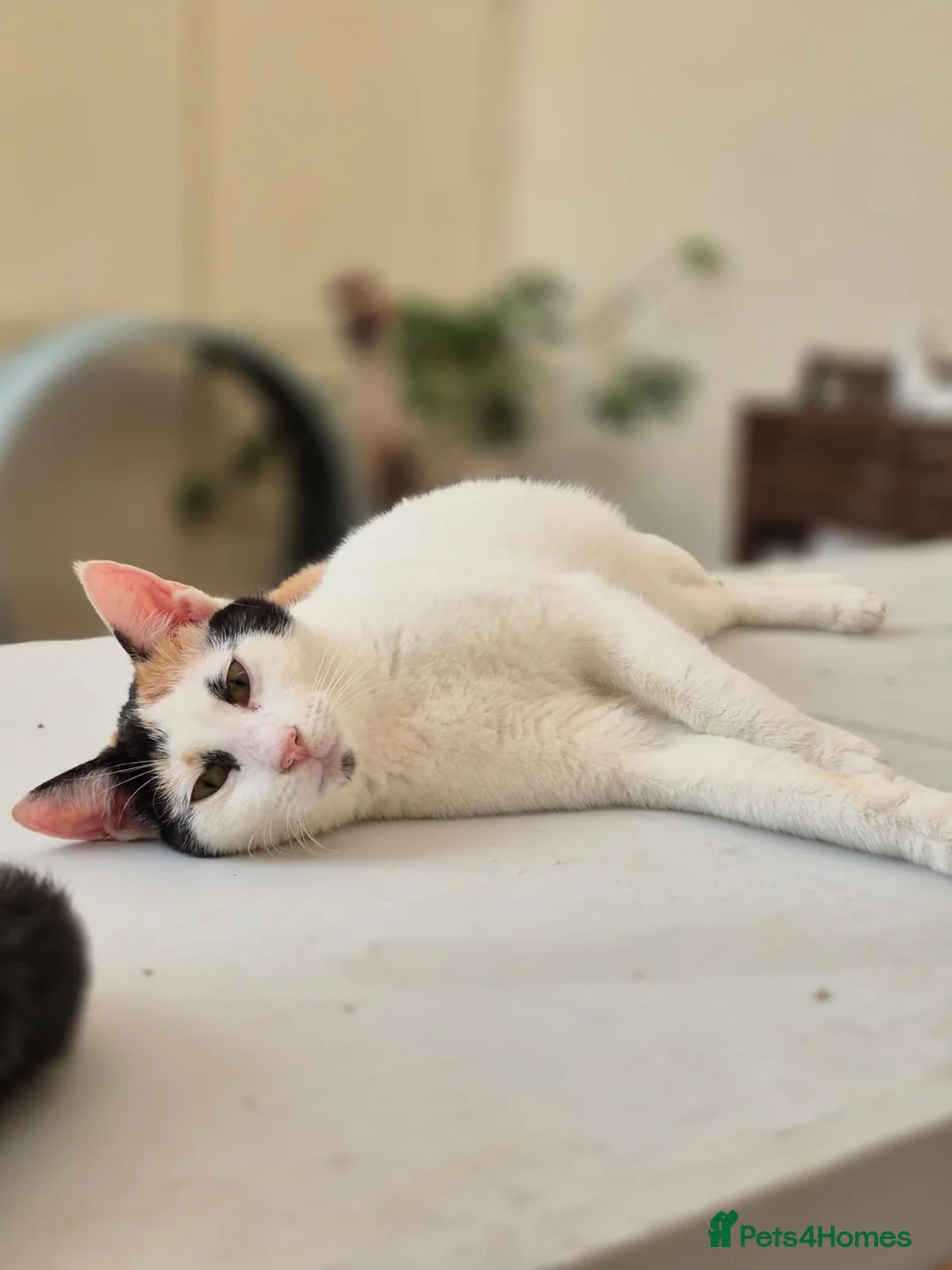 Domestic Shorthair cats for adoption: Bowie  - Advert 1