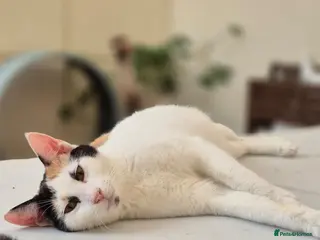 Domestic Shorthair cats Bowie - Advert 2