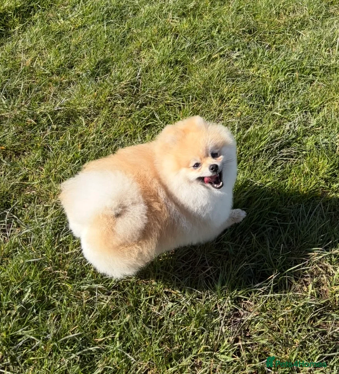 Pomeranian dogs for stud: KC registered Pomeranian available for stud  - Advert 2