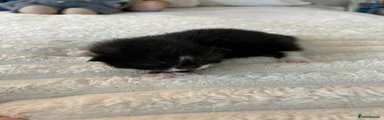 Mixed Breed Kitten 3