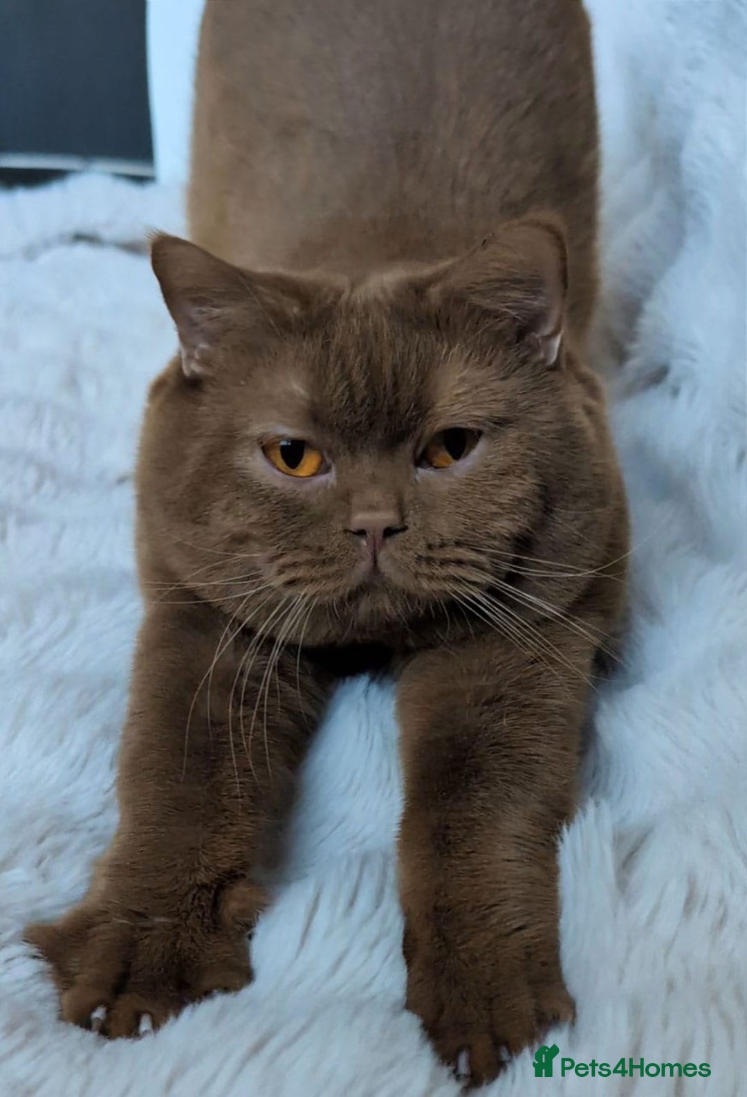 British Shorthair cats for sale: 🏆GCCF / TICA Active –🏅 PROVEN  - Advert 3