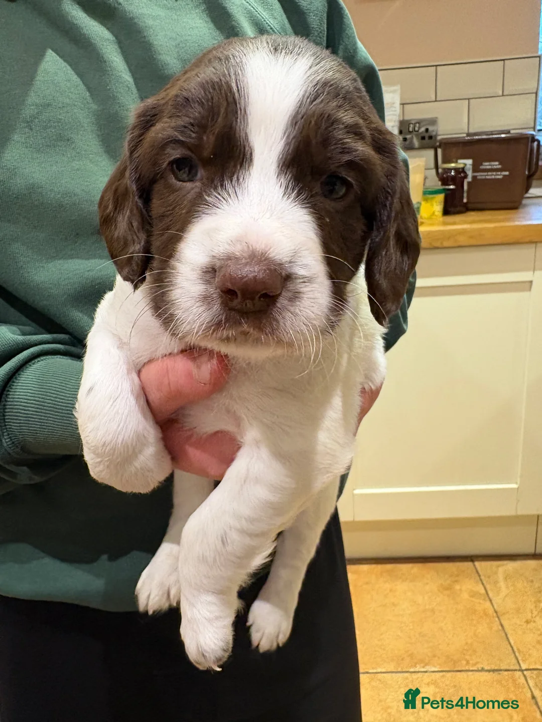 English Springer Spaniel dogs for sale: Springer Spaniels, liver and white, North Wales. - Advert 14