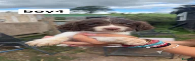 English Springer Spaniel 4