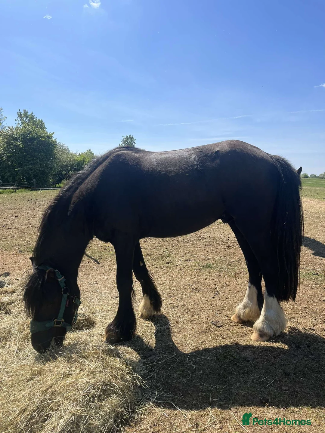 Welsh Section C horses for sale: Welsh Section C x Black Fell Gelding - Advert 4