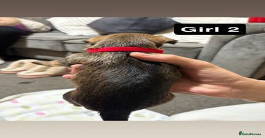 Chorkie dogs - Advert 3