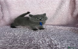 British Shorthair cats for sale: **5 Chunky pure breed BSH Kittens for sale** - Image 10