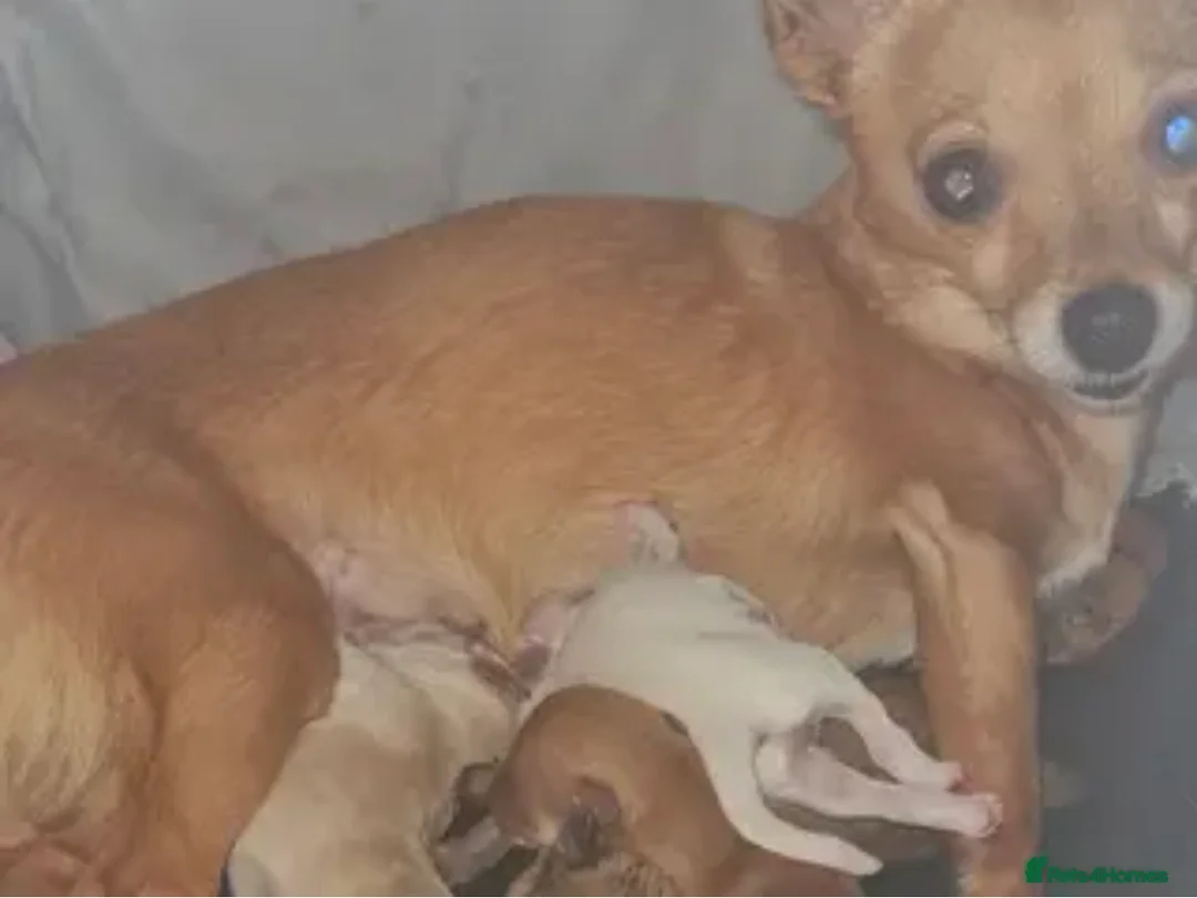 Mixed Breed dogs for sale: Tula  - Advert 5