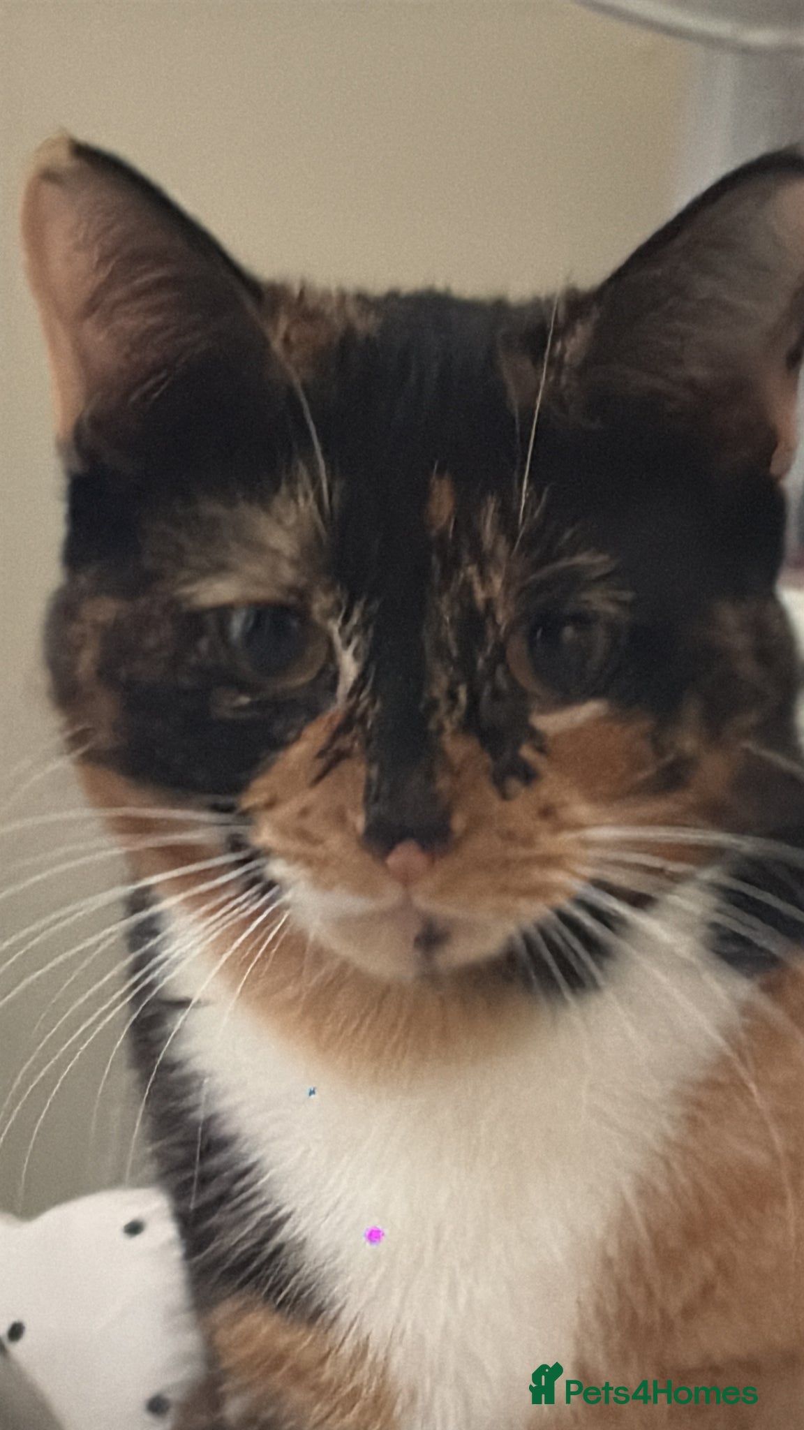 Mixed Breed cats Her name is kiki - Advert 1