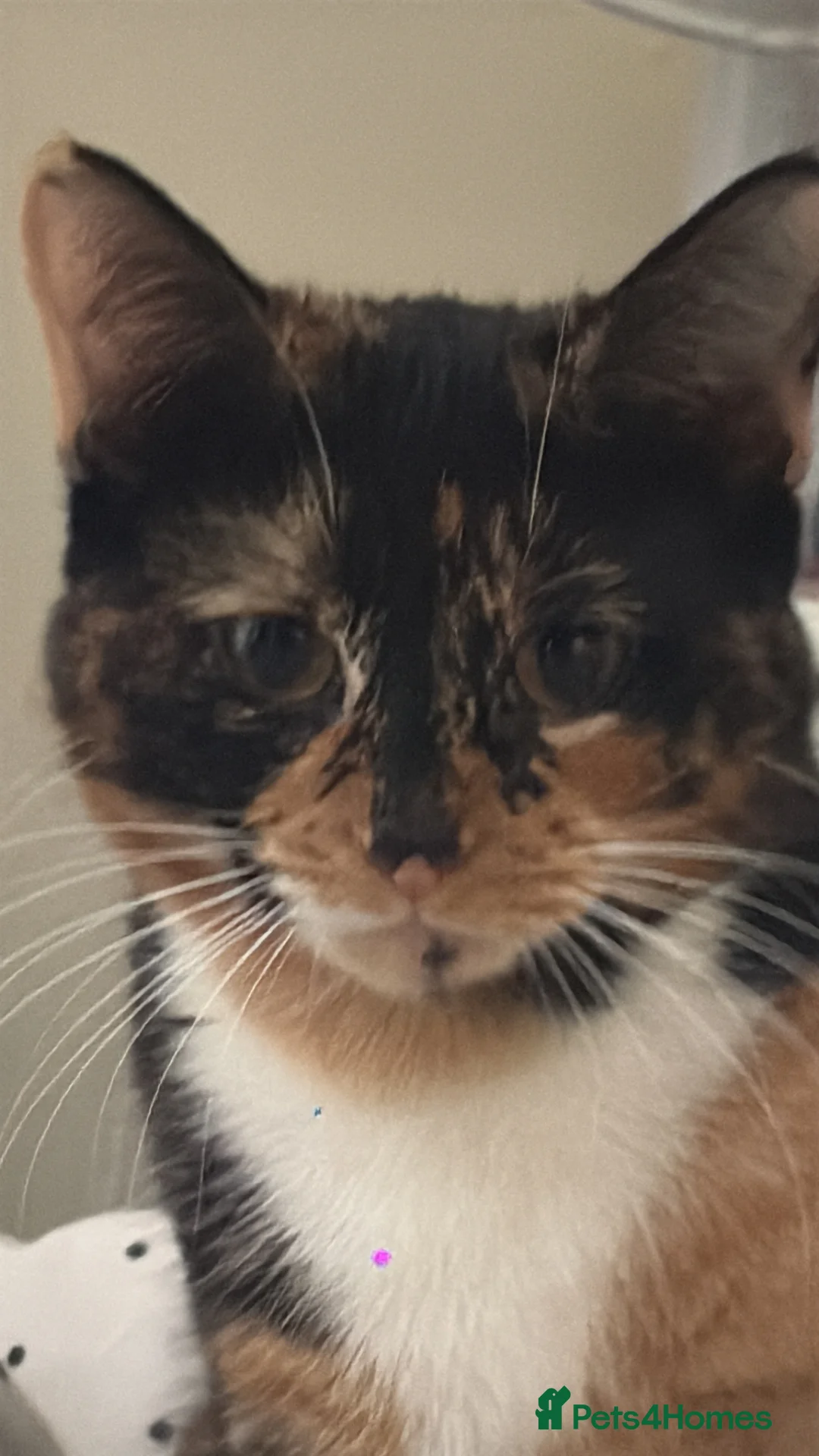 Mixed Breed cats for sale: Her name is kiki in Northampton - Advert 1