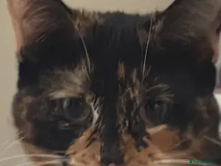 Mixed Breed cats Her name is kiki - Advert 1