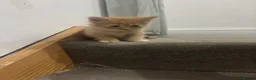 Mixed Breed cats for sale: Ginger and White kittens - Advert 5