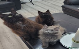Maine Coon cats for sale: Beautiful Maine Coons  - Advert 15
