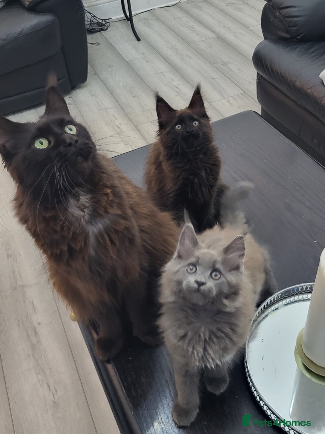 Maine Coon cats for sale: Beautiful Maine Coons  - Advert 15