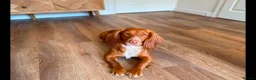 Cockapoo dogs for sale: Beautiful F1 cockapoo puppies - Advert 1