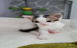 British Shorthair cats for sale: for sale 2 cheeky little monkeys  - Image 9