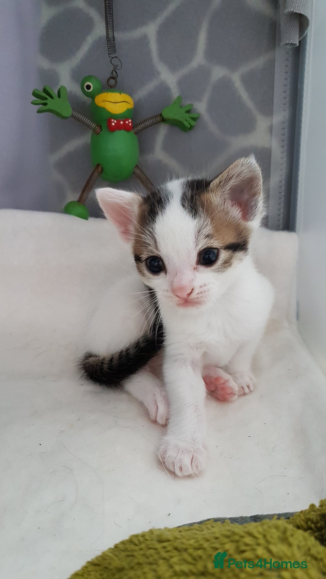 British Shorthair cats for sale: for sale 2 cheeky little monkeys  - Image 9
