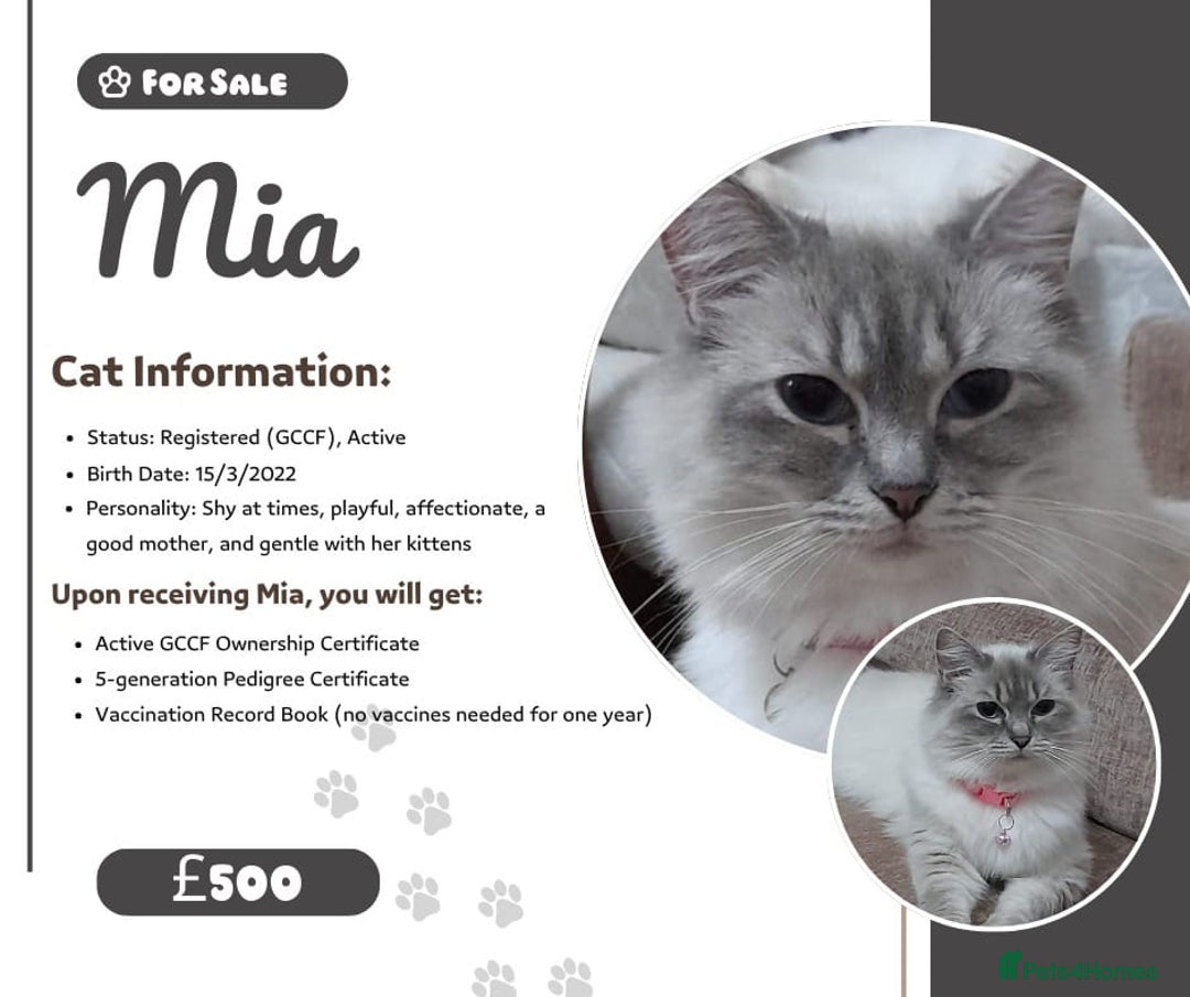 Ragdoll cats for sale: GCCF in Paisley  - Advert 2