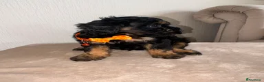 Cavapoo 2