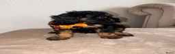 Cavapoo dogs for sale: F1 Cavapoo Puppies  - Advert 7