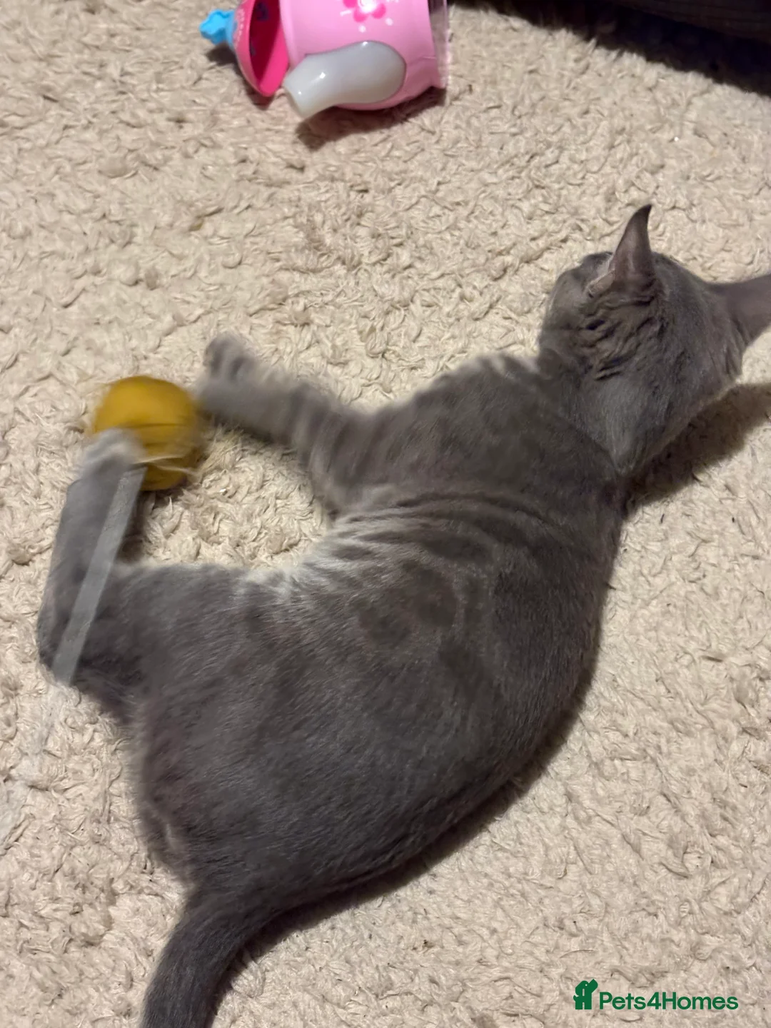 Bengal cats for sale: Bengal female for sale  - Advert 3