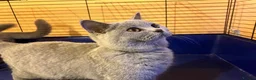 British Shorthair cats for sale: 🌟GCCF BSH 🏆Champion Bloodline 🌟5-Gen Pedigree🌟 - Advert 2