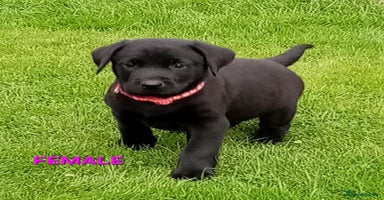 Labrador Retriever dogs - Advert 1