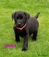 Labrador Retriever dogs - Advert 1